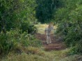 /album/photogallery/a2h-safari-jpg/